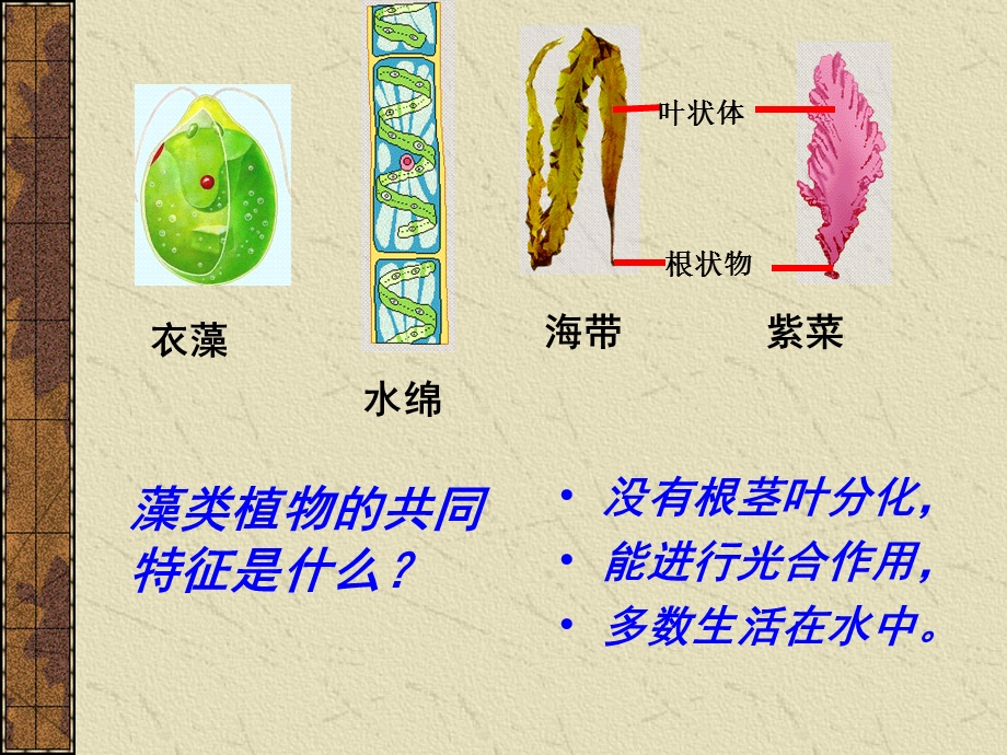 初中生物《藻类、苔藓和蕨类植物_》课件[1].ppt_第3页