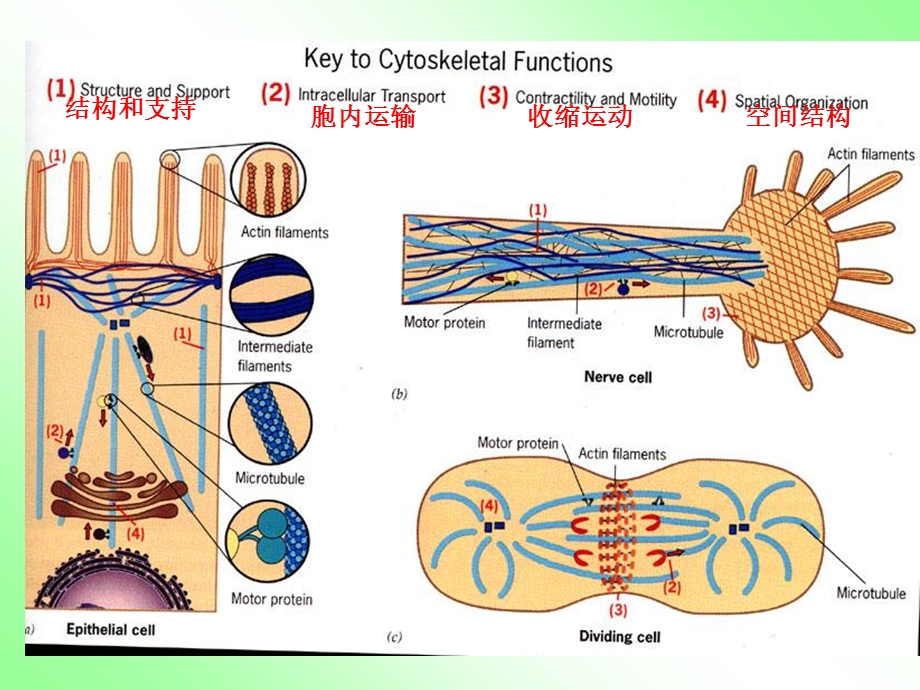 第七章 细胞骨架文档资料.ppt_第1页