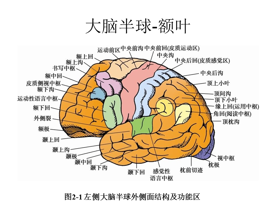 大脑额叶的功能定位PPT文档资料.ppt_第2页