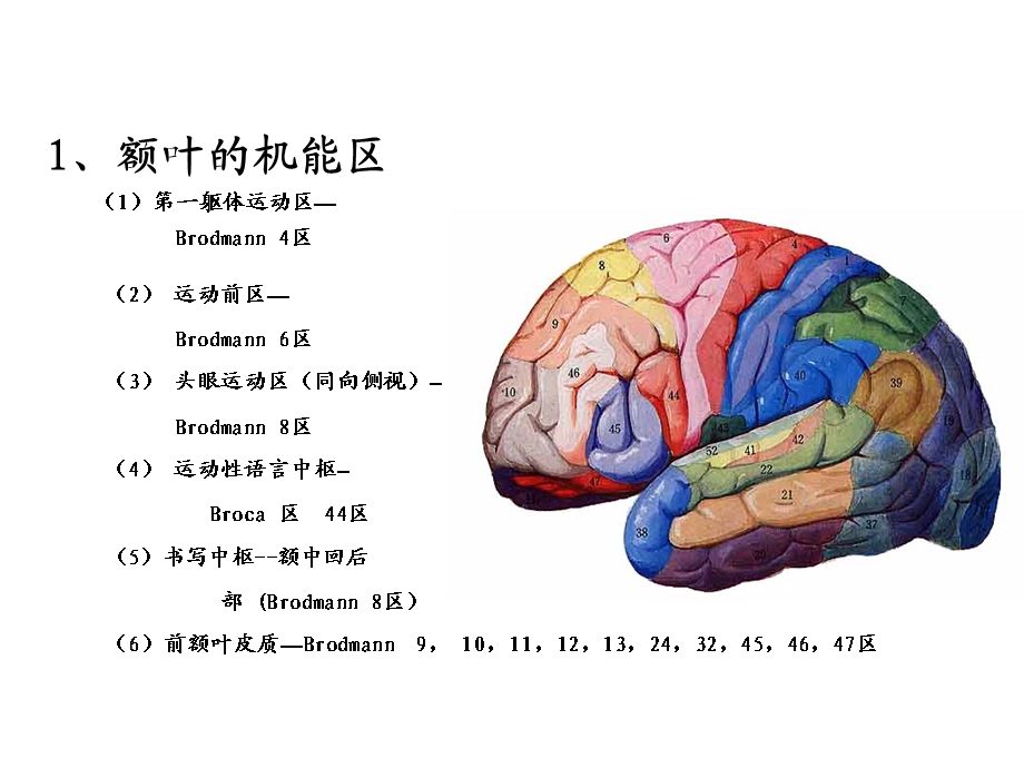 大脑额叶的功能定位PPT文档资料.ppt_第3页