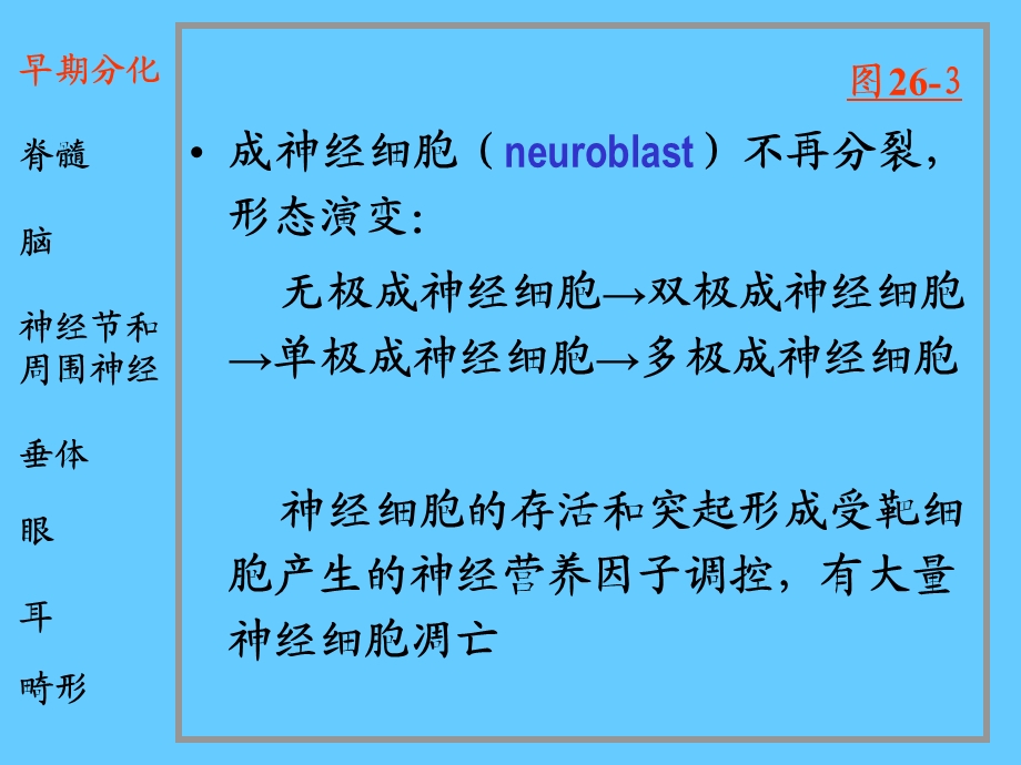 最新脑神经系统神经系统和眼耳的发生PPT文档.ppt_第3页