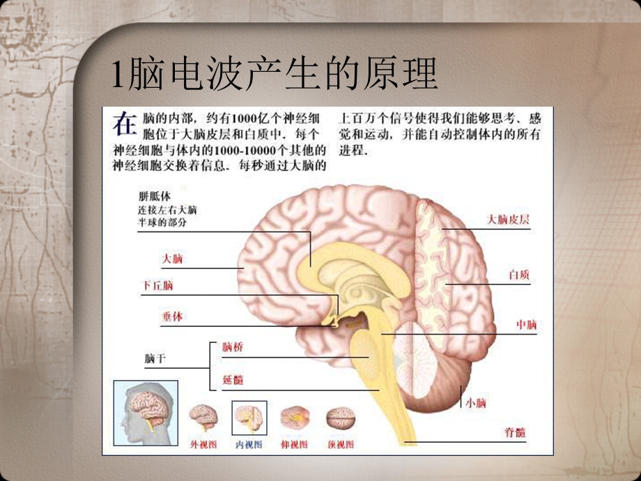 最新脑电分析课件PPT文档.ppt_第2页