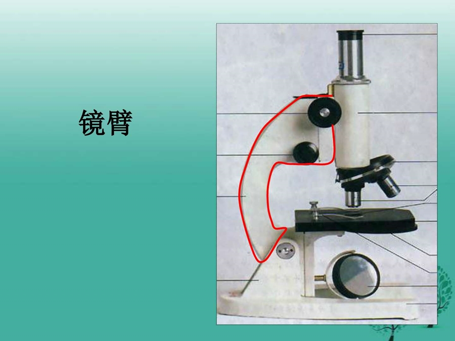 最新新人教版七年级生物上册第二单元第一章第一节练..ppt_第2页