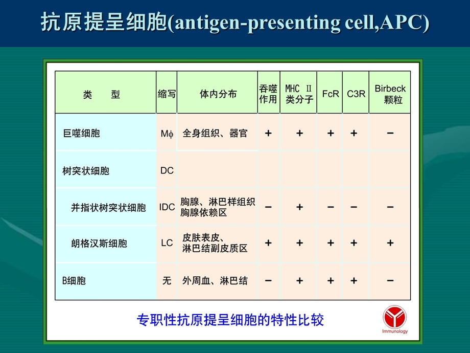 11抗原提呈细胞与抗原的处理及提呈.ppt_第2页