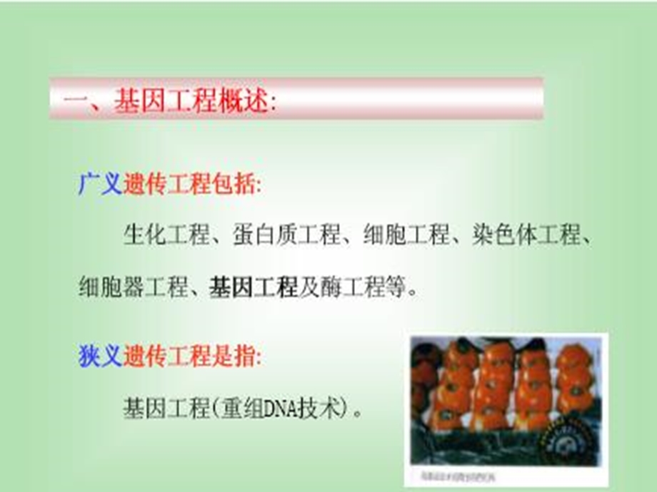 遗传学第十三章基因工程与基因组学.ppt_第2页