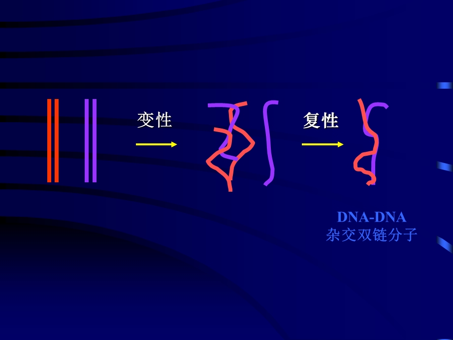 第十章核酸分子杂交技术.ppt_第2页