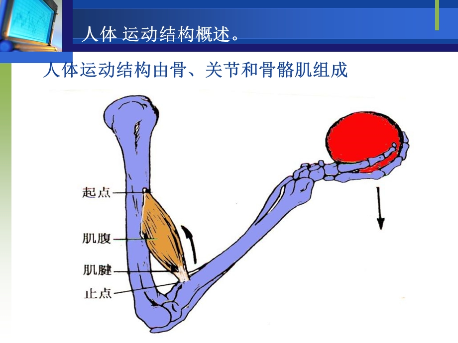 1人体运动结构概述.ppt_第1页