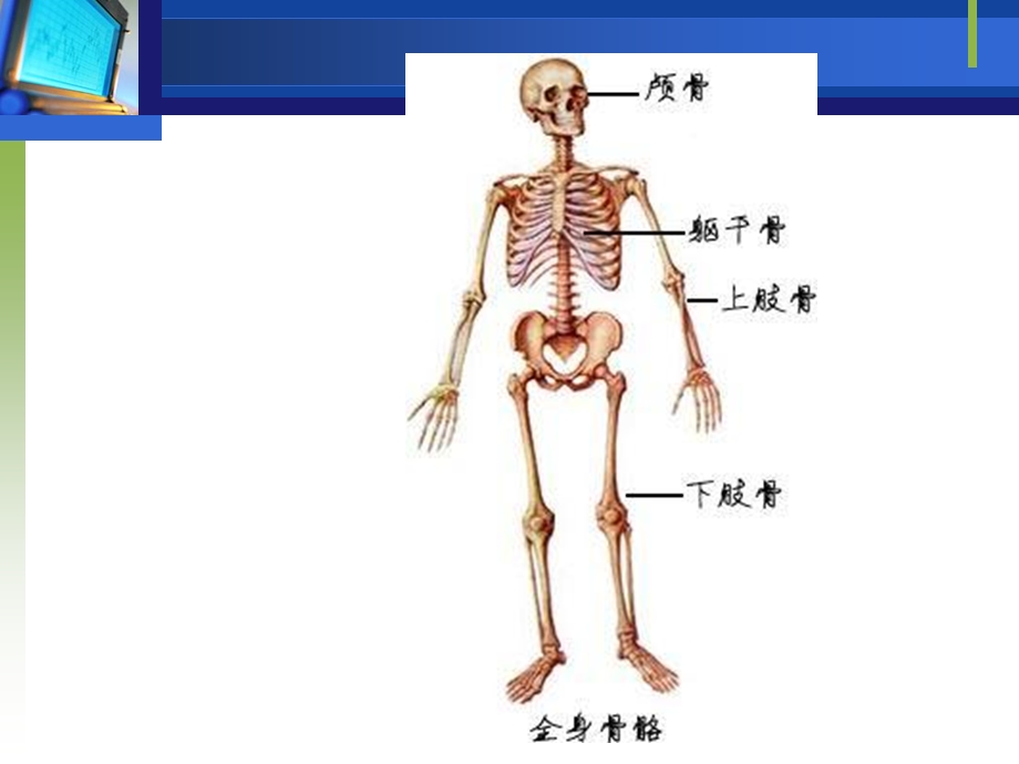 1人体运动结构概述.ppt_第2页