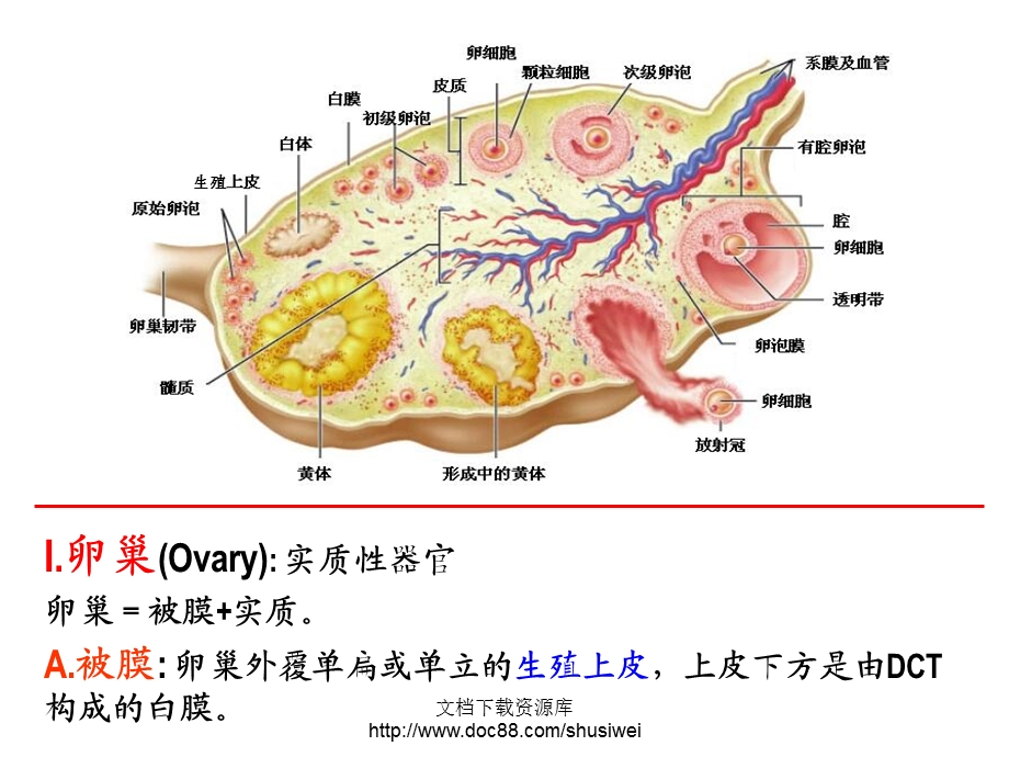 组胚生殖系统课件.ppt_第3页