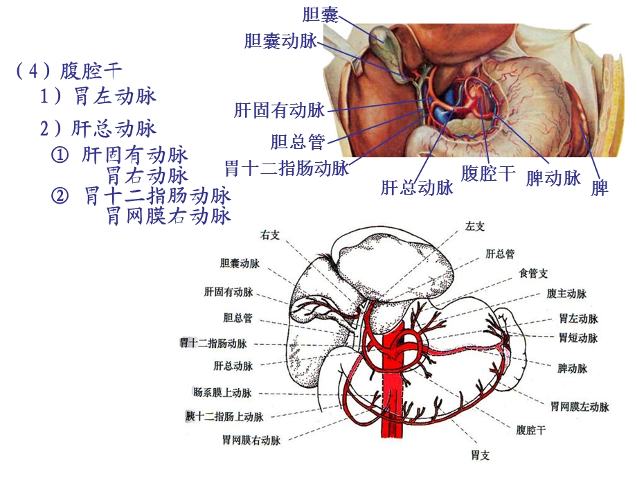 9动脉总论各论2.ppt_第2页