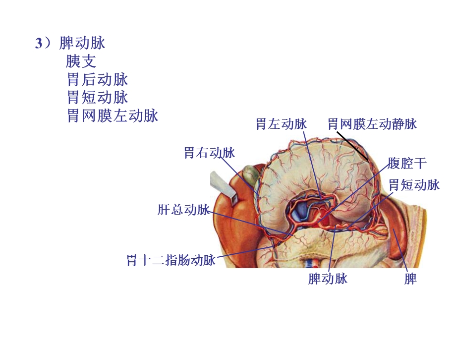 9动脉总论各论2.ppt_第3页