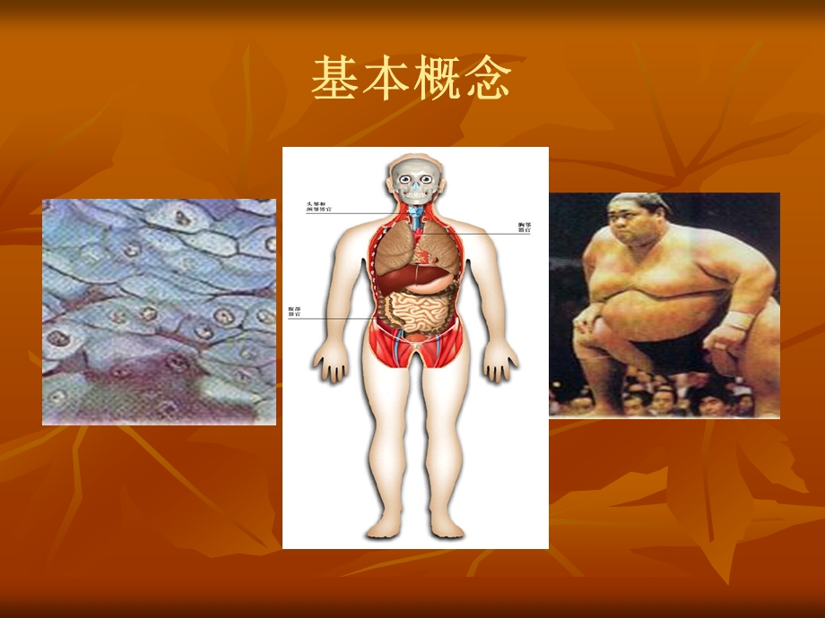 皮肤理论知识.ppt_第2页