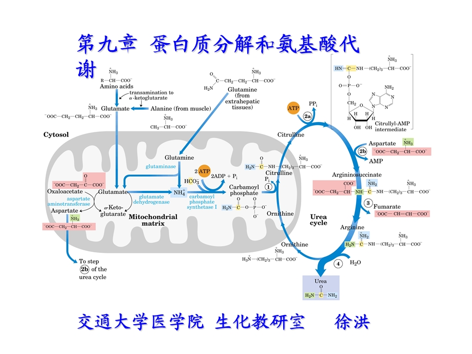 第九章蛋白质分解和氨基酸代谢.ppt_第1页