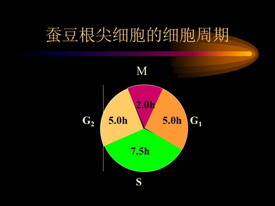 二章遗传的染色体学说.ppt_第3页