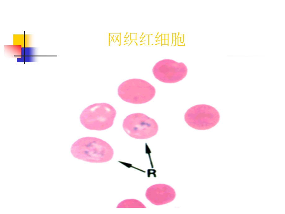 三网织红细胞计数.ppt_第3页