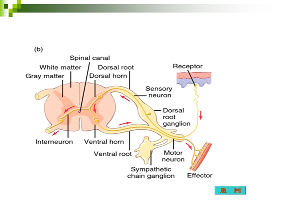 神经系统的活动.ppt_第3页