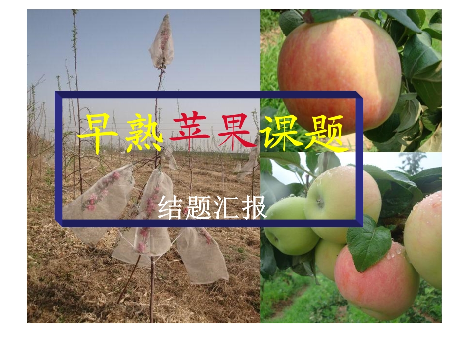 早熟苹果引种筛选课题运城.ppt_第1页