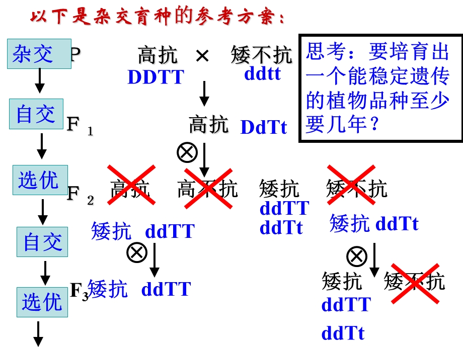 一轮复习《从杂交育种到基因工程》.ppt_第3页