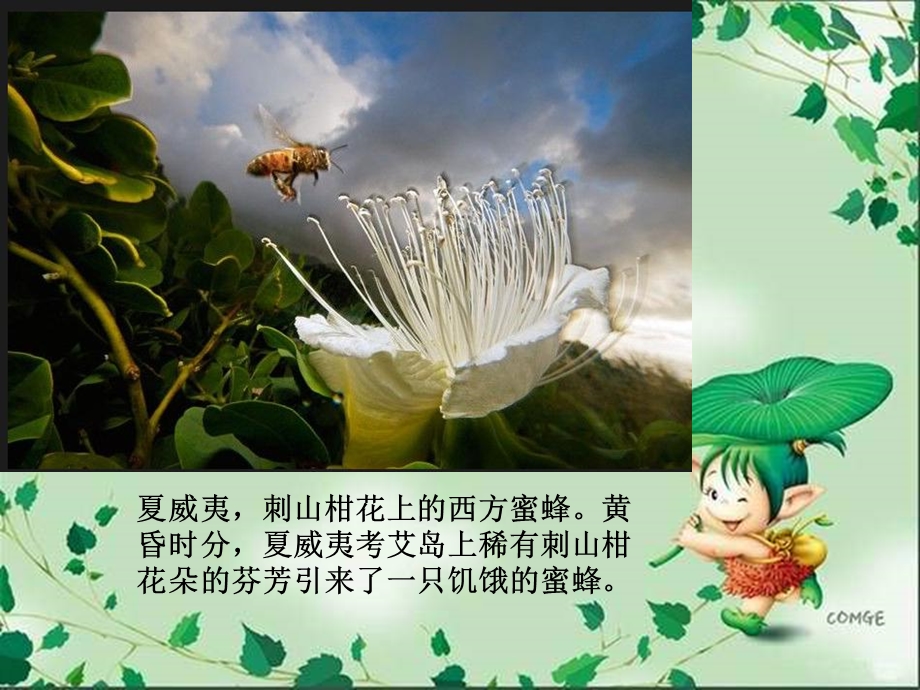 地球上花粉传递专家ppt课件.ppt_第2页