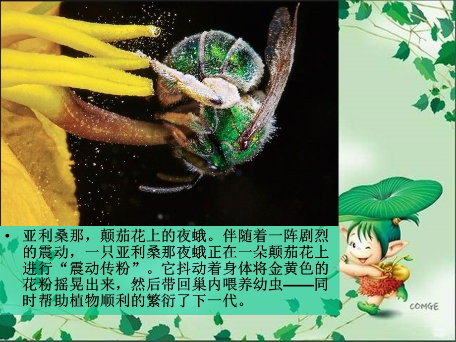 地球上花粉传递专家ppt课件.ppt_第3页