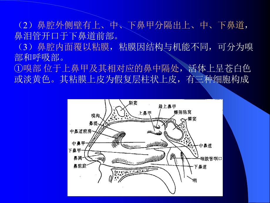 组织学与解剖学呼吸系统.ppt_第3页