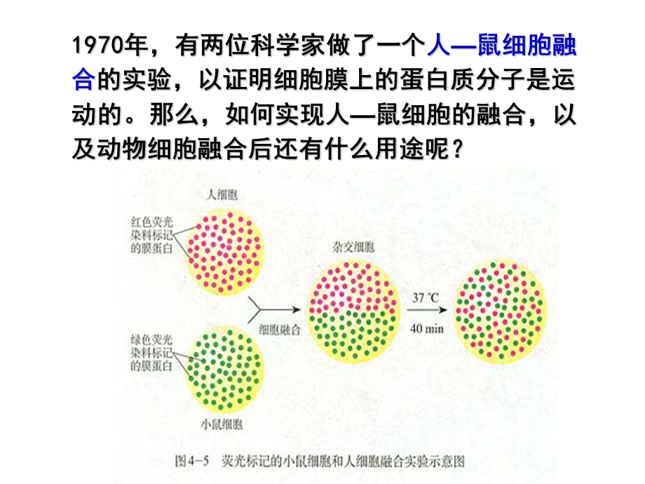 222动物细胞融合与单克隆抗体.ppt_第1页