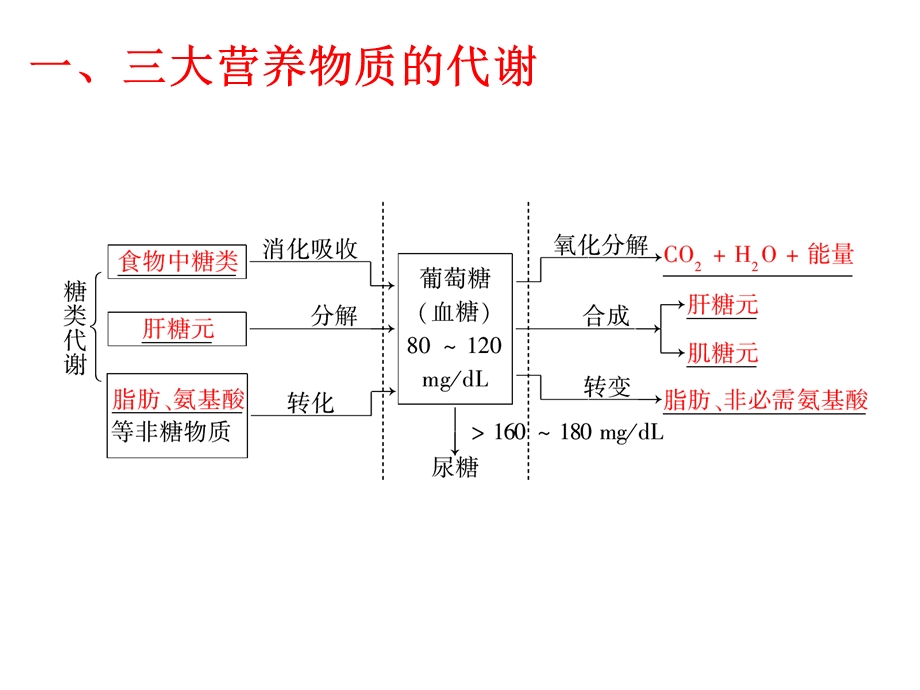 人和高等动物三大营养物质代谢.ppt_第2页