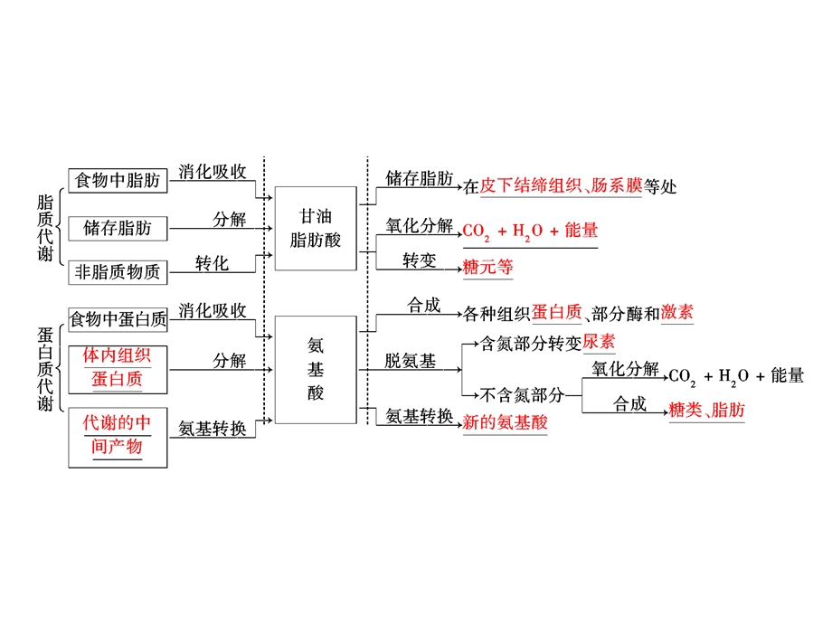 人和高等动物三大营养物质代谢.ppt_第3页