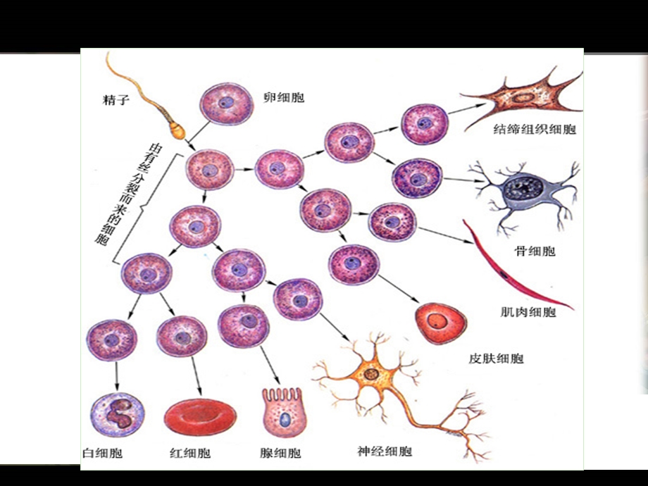 人教版第六章(全)必修一.ppt_第3页