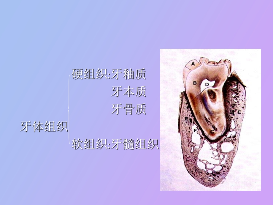 临床医学专业口腔课程之牙体牙髓病.ppt_第2页