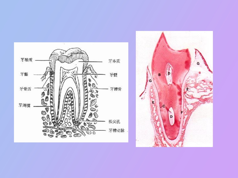 临床医学专业口腔课程之牙体牙髓病.ppt_第3页