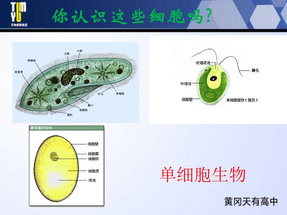 使用高倍显微镜观察几种细胞ppt.ppt_第2页