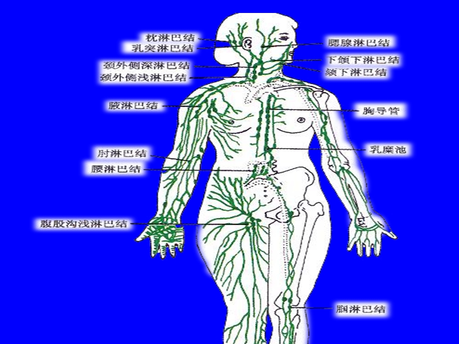 人体解剖淋巴系统.ppt_第3页