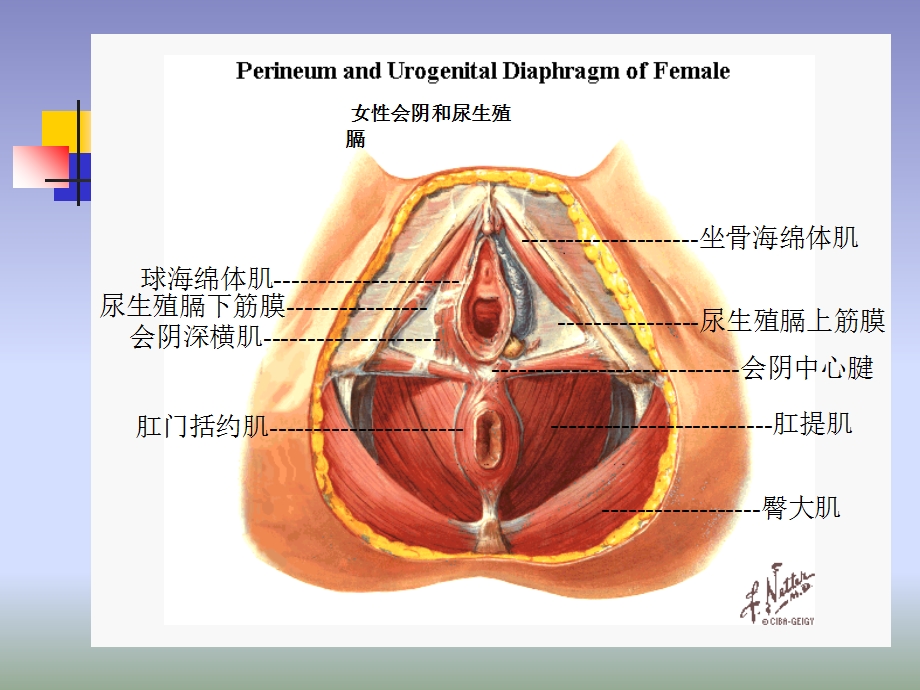 产后恢复及产后运动.ppt_第3页