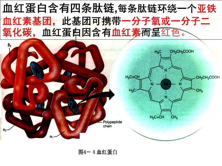 人教版教学课件生物选修1之蛋白质的提取和分离.ppt_第2页