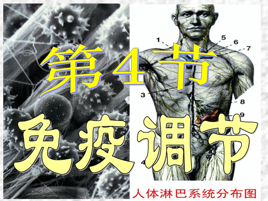 人体免疫调节(精品课件).ppt_第1页