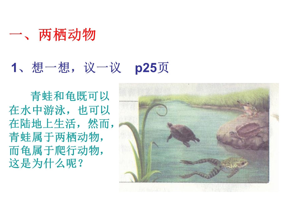 两栖动物的主要特征以及与人类的关系.ppt_第2页