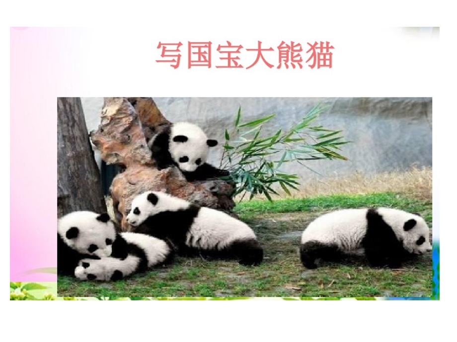 习作国宝大熊猫.ppt_第3页