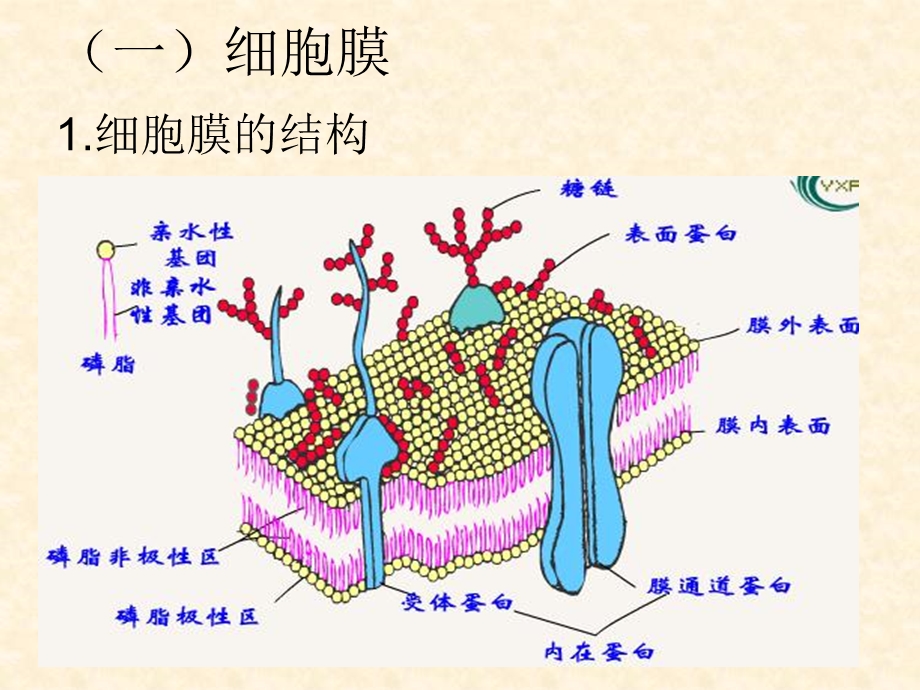 人体的基本组成.ppt_第3页