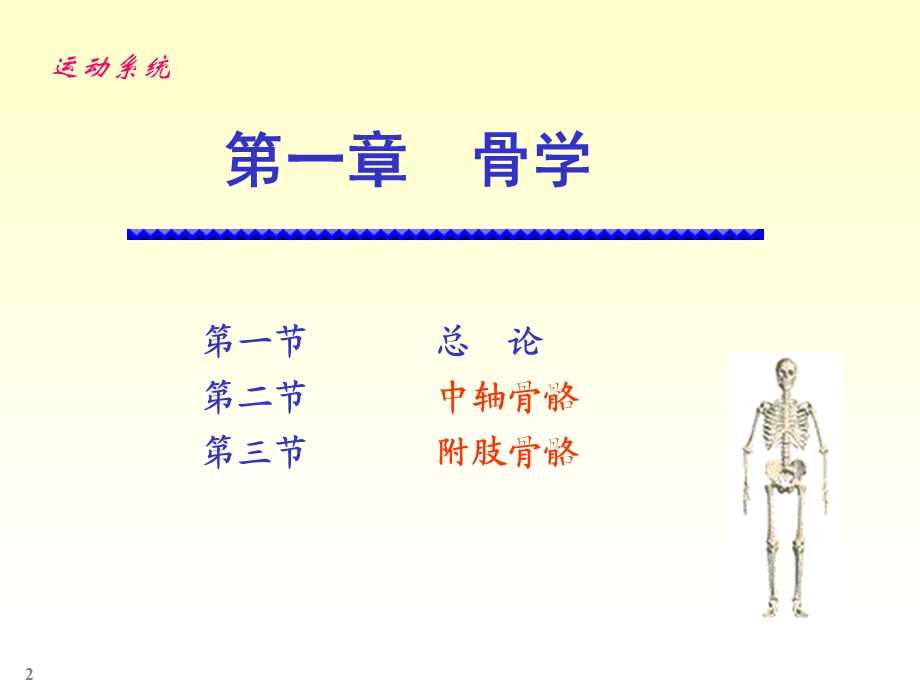 人体解剖学-骨学.ppt_第2页