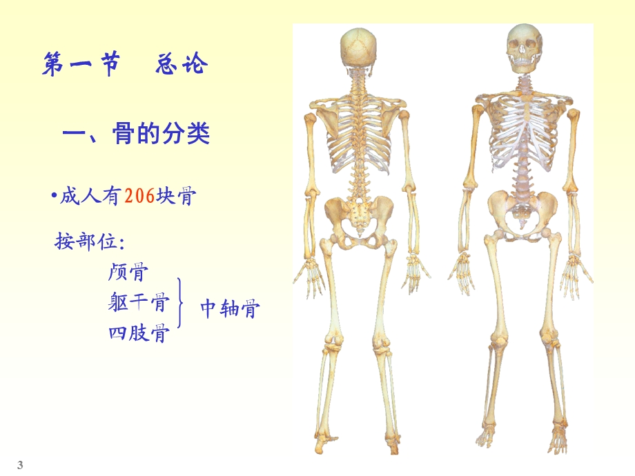 人体解剖学-骨学.ppt_第3页