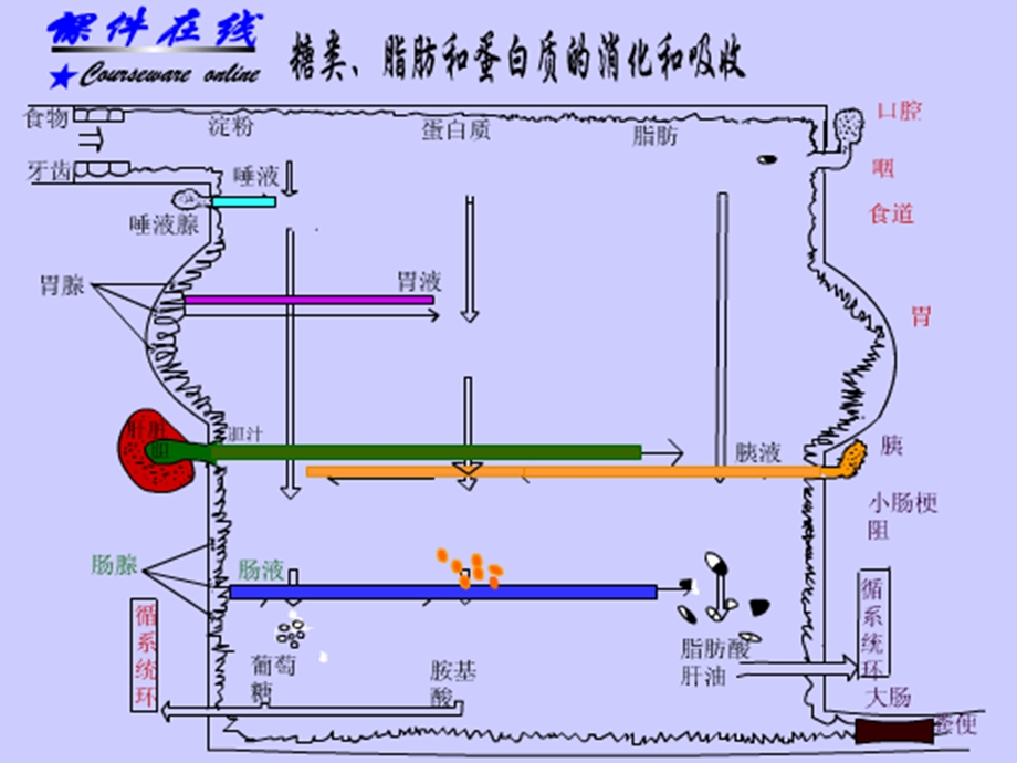 人体的呼吸课件华师大八上.ppt_第2页