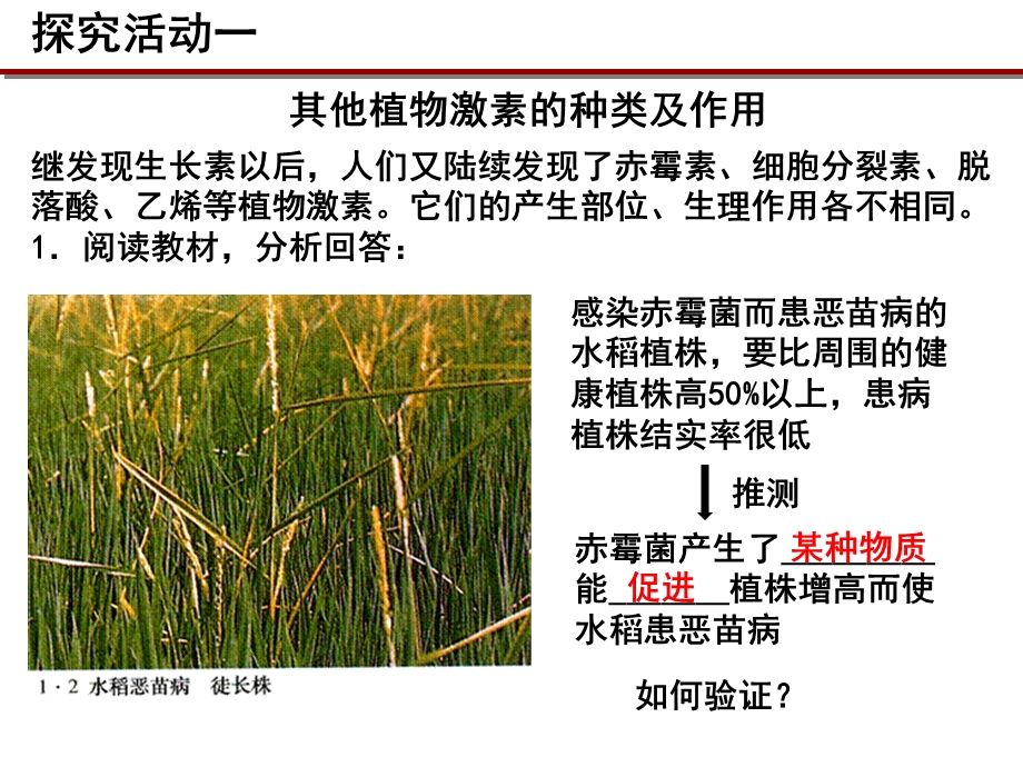 其他植物激素-课件(21张).ppt_第3页