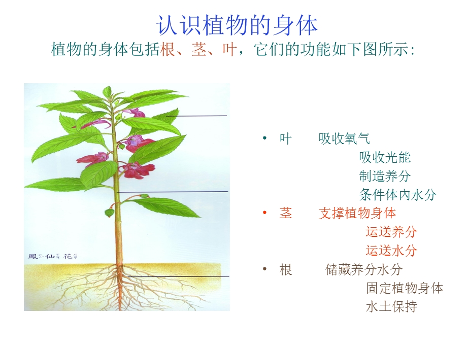 小学三年级科学课件植物的根茎叶.ppt_第3页