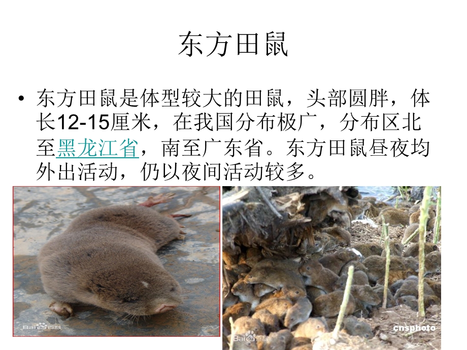 宁夏银北地区常见园林病虫害.ppt_第2页