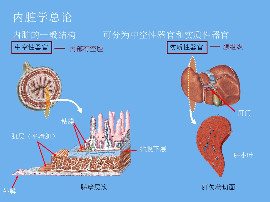 内脏总论、上消化道.ppt_第3页