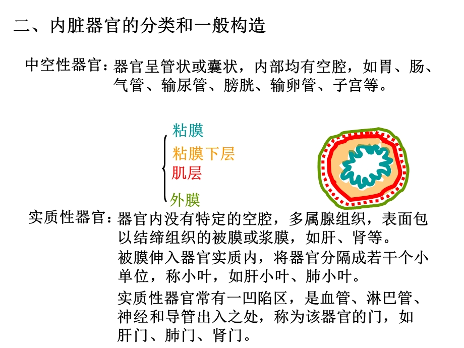 内脏总论及消化系统.ppt_第3页