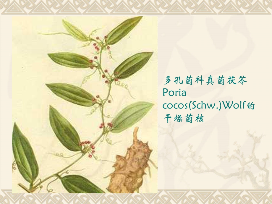 利水渗湿药茯苓中药临床药理学药理学中药学.ppt_第2页