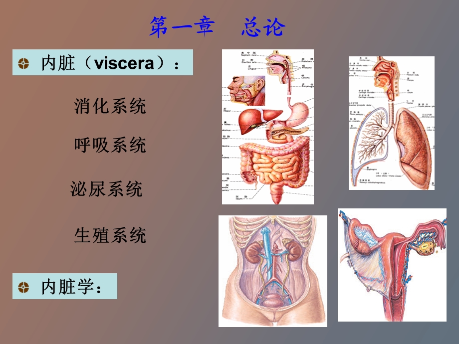 内脏学总论、消化管PPT课件.ppt_第2页