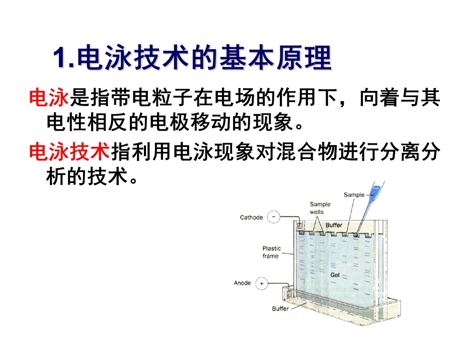 生物工程下游技术第十四章+电泳分离技术.ppt_第3页